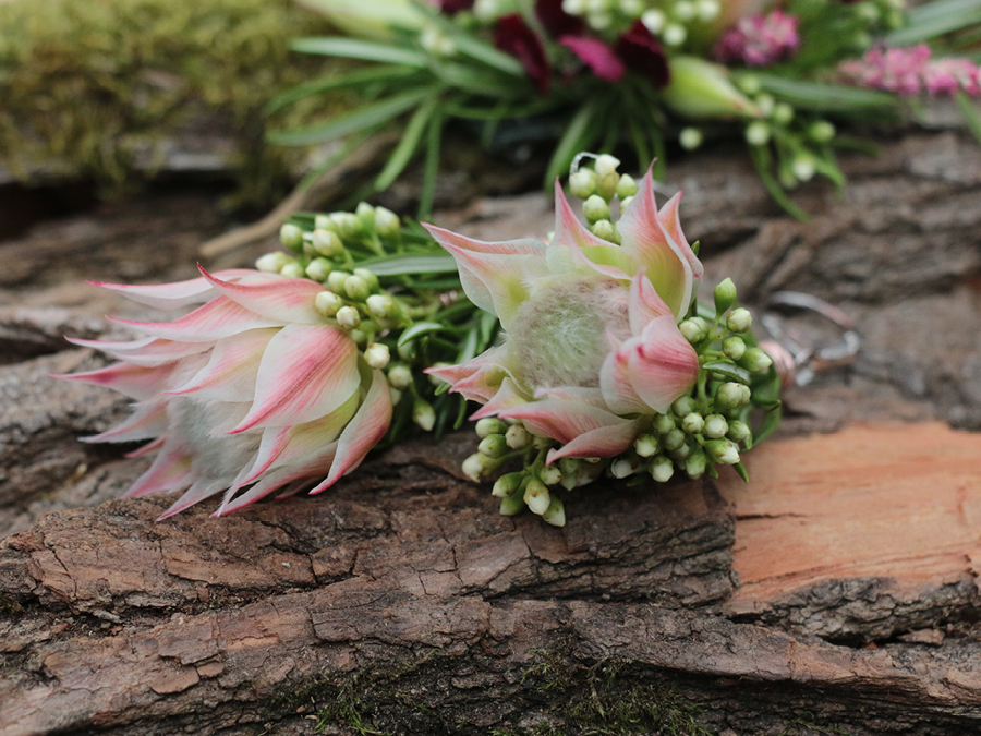 A Passion for Flowers: Serruria Florida Blushing Bride